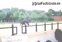 [P09] Bangkok-lupte cu elefanti » foto by Michi
 - 
<span class="allrVoted glyphicon glyphicon-heart hidden" id="av112790"></span>
<a class="m-l-10 hidden" id="sv112790" onclick="voting_Foto_DelVot(,112790,3625)" role="button">șterge vot <span class="glyphicon glyphicon-remove"></span></a>
<a id="v9112790" class=" c-red"  onclick="voting_Foto_SetVot(112790)" role="button"><span class="glyphicon glyphicon-heart-empty"></span> <b>LIKE</b> = Votează poza</a> <img class="hidden"  id="f112790W9" src="/imagini/loader.gif" border="0" /><span class="AjErrMes hidden" id="e112790ErM"></span>