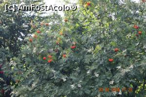 [P21] Un copac cu ... flori » foto by KSV
 - 
<span class="allrVoted glyphicon glyphicon-heart hidden" id="av1184059"></span>
<a class="m-l-10 hidden" id="sv1184059" onclick="voting_Foto_DelVot(,1184059,3626)" role="button">șterge vot <span class="glyphicon glyphicon-remove"></span></a>
<a id="v91184059" class=" c-red"  onclick="voting_Foto_SetVot(1184059)" role="button"><span class="glyphicon glyphicon-heart-empty"></span> <b>LIKE</b> = Votează poza</a> <img class="hidden"  id="f1184059W9" src="/imagini/loader.gif" border="0" /><span class="AjErrMes hidden" id="e1184059ErM"></span>