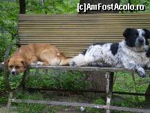 [P11] Doi câini comunitari pe o bancă în parc în Herculane! Aşa-i că- drăguţi !?!!? » foto by RobertCodescu
 - 
<span class="allrVoted glyphicon glyphicon-heart hidden" id="av114380"></span>
<a class="m-l-10 hidden" id="sv114380" onclick="voting_Foto_DelVot(,114380,3645)" role="button">șterge vot <span class="glyphicon glyphicon-remove"></span></a>
<a id="v9114380" class=" c-red"  onclick="voting_Foto_SetVot(114380)" role="button"><span class="glyphicon glyphicon-heart-empty"></span> <b>LIKE</b> = Votează poza</a> <img class="hidden"  id="f114380W9" src="/imagini/loader.gif" border="0" /><span class="AjErrMes hidden" id="e114380ErM"></span>