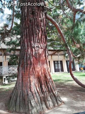 [P01] Arborele mamut Sequoia.  » foto by nelu73
 - 
<span class="allrVoted glyphicon glyphicon-heart hidden" id="av1061288"></span>
<a class="m-l-10 hidden" id="sv1061288" onclick="voting_Foto_DelVot(,1061288,3645)" role="button">șterge vot <span class="glyphicon glyphicon-remove"></span></a>
<a id="v91061288" class=" c-red"  onclick="voting_Foto_SetVot(1061288)" role="button"><span class="glyphicon glyphicon-heart-empty"></span> <b>LIKE</b> = Votează poza</a> <img class="hidden"  id="f1061288W9" src="/imagini/loader.gif" border="0" /><span class="AjErrMes hidden" id="e1061288ErM"></span>