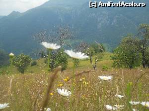 [P14] Margarete salbatice ce zambesc la soare » foto by noi doi
 - 
<span class="allrVoted glyphicon glyphicon-heart hidden" id="av520237"></span>
<a class="m-l-10 hidden" id="sv520237" onclick="voting_Foto_DelVot(,520237,3645)" role="button">șterge vot <span class="glyphicon glyphicon-remove"></span></a>
<a id="v9520237" class=" c-red"  onclick="voting_Foto_SetVot(520237)" role="button"><span class="glyphicon glyphicon-heart-empty"></span> <b>LIKE</b> = Votează poza</a> <img class="hidden"  id="f520237W9" src="/imagini/loader.gif" border="0" /><span class="AjErrMes hidden" id="e520237ErM"></span>