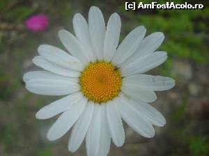 [P17]  -- <small>// FĂRĂ DESCRIERE</small> » foto by noi doi
 - 
<span class="allrVoted glyphicon glyphicon-heart hidden" id="av520244"></span>
<a class="m-l-10 hidden" id="sv520244" onclick="voting_Foto_DelVot(,520244,3645)" role="button">șterge vot <span class="glyphicon glyphicon-remove"></span></a>
<a id="v9520244" class=" c-red"  onclick="voting_Foto_SetVot(520244)" role="button"><span class="glyphicon glyphicon-heart-empty"></span> <b>LIKE</b> = Votează poza</a> <img class="hidden"  id="f520244W9" src="/imagini/loader.gif" border="0" /><span class="AjErrMes hidden" id="e520244ErM"></span>