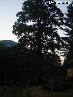[P43] Baile Herculane - arborele mamut » foto by sunflower
 - 
<span class="allrVoted glyphicon glyphicon-heart hidden" id="av367535"></span>
<a class="m-l-10 hidden" id="sv367535" onclick="voting_Foto_DelVot(,367535,3645)" role="button">șterge vot <span class="glyphicon glyphicon-remove"></span></a>
<a id="v9367535" class=" c-red"  onclick="voting_Foto_SetVot(367535)" role="button"><span class="glyphicon glyphicon-heart-empty"></span> <b>LIKE</b> = Votează poza</a> <img class="hidden"  id="f367535W9" src="/imagini/loader.gif" border="0" /><span class="AjErrMes hidden" id="e367535ErM"></span>