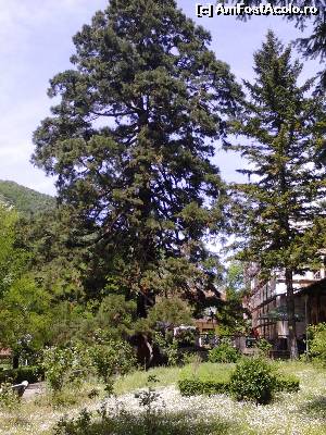 [P14] Arborele Sequoia din parc » foto by Dania
 - 
<span class="allrVoted glyphicon glyphicon-heart hidden" id="av626628"></span>
<a class="m-l-10 hidden" id="sv626628" onclick="voting_Foto_DelVot(,626628,3645)" role="button">șterge vot <span class="glyphicon glyphicon-remove"></span></a>
<a id="v9626628" class=" c-red"  onclick="voting_Foto_SetVot(626628)" role="button"><span class="glyphicon glyphicon-heart-empty"></span> <b>LIKE</b> = Votează poza</a> <img class="hidden"  id="f626628W9" src="/imagini/loader.gif" border="0" /><span class="AjErrMes hidden" id="e626628ErM"></span>