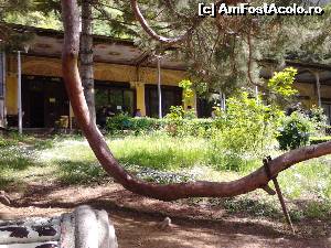 [P18] Creanga arborelui Sequoia din parc » foto by Dania
 - 
<span class="allrVoted glyphicon glyphicon-heart hidden" id="av626632"></span>
<a class="m-l-10 hidden" id="sv626632" onclick="voting_Foto_DelVot(,626632,3645)" role="button">șterge vot <span class="glyphicon glyphicon-remove"></span></a>
<a id="v9626632" class=" c-red"  onclick="voting_Foto_SetVot(626632)" role="button"><span class="glyphicon glyphicon-heart-empty"></span> <b>LIKE</b> = Votează poza</a> <img class="hidden"  id="f626632W9" src="/imagini/loader.gif" border="0" /><span class="AjErrMes hidden" id="e626632ErM"></span>