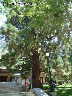 [P05] marele sequoia, martor mut al cresterii si decaderii statiunii » foto by buterfly*
 - 
<span class="allrVoted glyphicon glyphicon-heart hidden" id="av789818"></span>
<a class="m-l-10 hidden" id="sv789818" onclick="voting_Foto_DelVot(,789818,3645)" role="button">șterge vot <span class="glyphicon glyphicon-remove"></span></a>
<a id="v9789818" class=" c-red"  onclick="voting_Foto_SetVot(789818)" role="button"><span class="glyphicon glyphicon-heart-empty"></span> <b>LIKE</b> = Votează poza</a> <img class="hidden"  id="f789818W9" src="/imagini/loader.gif" border="0" /><span class="AjErrMes hidden" id="e789818ErM"></span>