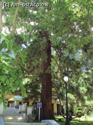 [P15] Arbore mamut Sequoia gigantea din Parcul Central.  » foto by Carmen Ion
 - 
<span class="allrVoted glyphicon glyphicon-heart hidden" id="av769566"></span>
<a class="m-l-10 hidden" id="sv769566" onclick="voting_Foto_DelVot(,769566,3645)" role="button">șterge vot <span class="glyphicon glyphicon-remove"></span></a>
<a id="v9769566" class=" c-red"  onclick="voting_Foto_SetVot(769566)" role="button"><span class="glyphicon glyphicon-heart-empty"></span> <b>LIKE</b> = Votează poza</a> <img class="hidden"  id="f769566W9" src="/imagini/loader.gif" border="0" /><span class="AjErrMes hidden" id="e769566ErM"></span>