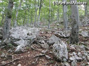 [P20] drumul prin padure la intrareain Chei » foto by zorinabarna
 - 
<span class="allrVoted glyphicon glyphicon-heart hidden" id="av532832"></span>
<a class="m-l-10 hidden" id="sv532832" onclick="voting_Foto_DelVot(,532832,3645)" role="button">șterge vot <span class="glyphicon glyphicon-remove"></span></a>
<a id="v9532832" class=" c-red"  onclick="voting_Foto_SetVot(532832)" role="button"><span class="glyphicon glyphicon-heart-empty"></span> <b>LIKE</b> = Votează poza</a> <img class="hidden"  id="f532832W9" src="/imagini/loader.gif" border="0" /><span class="AjErrMes hidden" id="e532832ErM"></span>