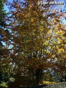 [P17] Sinaia, toamna..., zona Furnica » foto by magdalena
 - 
<span class="allrVoted glyphicon glyphicon-heart hidden" id="av274447"></span>
<a class="m-l-10 hidden" id="sv274447" onclick="voting_Foto_DelVot(,274447,3677)" role="button">șterge vot <span class="glyphicon glyphicon-remove"></span></a>
<a id="v9274447" class=" c-red"  onclick="voting_Foto_SetVot(274447)" role="button"><span class="glyphicon glyphicon-heart-empty"></span> <b>LIKE</b> = Votează poza</a> <img class="hidden"  id="f274447W9" src="/imagini/loader.gif" border="0" /><span class="AjErrMes hidden" id="e274447ErM"></span>