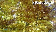 [P02] Sinaia, toamna..., drumul Pelesului » foto by magdalena
 - 
<span class="allrVoted glyphicon glyphicon-heart hidden" id="av274403"></span>
<a class="m-l-10 hidden" id="sv274403" onclick="voting_Foto_DelVot(,274403,3677)" role="button">șterge vot <span class="glyphicon glyphicon-remove"></span></a>
<a id="v9274403" class=" c-red"  onclick="voting_Foto_SetVot(274403)" role="button"><span class="glyphicon glyphicon-heart-empty"></span> <b>LIKE</b> = Votează poza</a> <img class="hidden"  id="f274403W9" src="/imagini/loader.gif" border="0" /><span class="AjErrMes hidden" id="e274403ErM"></span>