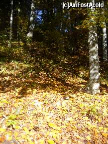 [P22] Toamnă în Sinaia, drumul Peleşului » foto by magdalena
 - 
<span class="allrVoted glyphicon glyphicon-heart hidden" id="av274464"></span>
<a class="m-l-10 hidden" id="sv274464" onclick="voting_Foto_DelVot(,274464,3677)" role="button">șterge vot <span class="glyphicon glyphicon-remove"></span></a>
<a id="v9274464" class=" c-red"  onclick="voting_Foto_SetVot(274464)" role="button"><span class="glyphicon glyphicon-heart-empty"></span> <b>LIKE</b> = Votează poza</a> <img class="hidden"  id="f274464W9" src="/imagini/loader.gif" border="0" /><span class="AjErrMes hidden" id="e274464ErM"></span>