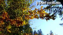 [P07] Sinaia, toamna..., drumul Pelesului » foto by magdalena
 - 
<span class="allrVoted glyphicon glyphicon-heart hidden" id="av274417"></span>
<a class="m-l-10 hidden" id="sv274417" onclick="voting_Foto_DelVot(,274417,3677)" role="button">șterge vot <span class="glyphicon glyphicon-remove"></span></a>
<a id="v9274417" class=" c-red"  onclick="voting_Foto_SetVot(274417)" role="button"><span class="glyphicon glyphicon-heart-empty"></span> <b>LIKE</b> = Votează poza</a> <img class="hidden"  id="f274417W9" src="/imagini/loader.gif" border="0" /><span class="AjErrMes hidden" id="e274417ErM"></span>