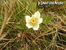 [P26] Sinaia, cota 2000 - o alta floare frumoasa » foto by ascent
 - 
<span class="allrVoted glyphicon glyphicon-heart hidden" id="av158732"></span>
<a class="m-l-10 hidden" id="sv158732" onclick="voting_Foto_DelVot(,158732,3677)" role="button">șterge vot <span class="glyphicon glyphicon-remove"></span></a>
<a id="v9158732" class=" c-red"  onclick="voting_Foto_SetVot(158732)" role="button"><span class="glyphicon glyphicon-heart-empty"></span> <b>LIKE</b> = Votează poza</a> <img class="hidden"  id="f158732W9" src="/imagini/loader.gif" border="0" /><span class="AjErrMes hidden" id="e158732ErM"></span>