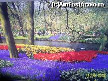 [P01] Olanda - Parcul Keukenhof » foto by popescu.borsa*
 - 
<span class="allrVoted glyphicon glyphicon-heart hidden" id="av191120"></span>
<a class="m-l-10 hidden" id="sv191120" onclick="voting_Foto_DelVot(,191120,3710)" role="button">șterge vot <span class="glyphicon glyphicon-remove"></span></a>
<a id="v9191120" class=" c-red"  onclick="voting_Foto_SetVot(191120)" role="button"><span class="glyphicon glyphicon-heart-empty"></span> <b>LIKE</b> = Votează poza</a> <img class="hidden"  id="f191120W9" src="/imagini/loader.gif" border="0" /><span class="AjErrMes hidden" id="e191120ErM"></span>