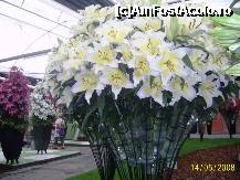 [P12] Olanda - Parcul Keukenhof » foto by popescu.borsa*
 - 
<span class="allrVoted glyphicon glyphicon-heart hidden" id="av191131"></span>
<a class="m-l-10 hidden" id="sv191131" onclick="voting_Foto_DelVot(,191131,3710)" role="button">șterge vot <span class="glyphicon glyphicon-remove"></span></a>
<a id="v9191131" class=" c-red"  onclick="voting_Foto_SetVot(191131)" role="button"><span class="glyphicon glyphicon-heart-empty"></span> <b>LIKE</b> = Votează poza</a> <img class="hidden"  id="f191131W9" src="/imagini/loader.gif" border="0" /><span class="AjErrMes hidden" id="e191131ErM"></span>