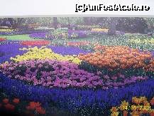 [P02] Olanda - Parcul Keukenhof » foto by popescu.borsa*
 - 
<span class="allrVoted glyphicon glyphicon-heart hidden" id="av191121"></span>
<a class="m-l-10 hidden" id="sv191121" onclick="voting_Foto_DelVot(,191121,3710)" role="button">șterge vot <span class="glyphicon glyphicon-remove"></span></a>
<a id="v9191121" class=" c-red"  onclick="voting_Foto_SetVot(191121)" role="button"><span class="glyphicon glyphicon-heart-empty"></span> <b>LIKE</b> = Votează poza</a> <img class="hidden"  id="f191121W9" src="/imagini/loader.gif" border="0" /><span class="AjErrMes hidden" id="e191121ErM"></span>