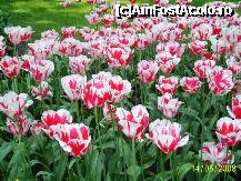 [P04] Olanda - Parcul Keukenhof » foto by popescu.borsa*
 - 
<span class="allrVoted glyphicon glyphicon-heart hidden" id="av191123"></span>
<a class="m-l-10 hidden" id="sv191123" onclick="voting_Foto_DelVot(,191123,3710)" role="button">șterge vot <span class="glyphicon glyphicon-remove"></span></a>
<a id="v9191123" class=" c-red"  onclick="voting_Foto_SetVot(191123)" role="button"><span class="glyphicon glyphicon-heart-empty"></span> <b>LIKE</b> = Votează poza</a> <img class="hidden"  id="f191123W9" src="/imagini/loader.gif" border="0" /><span class="AjErrMes hidden" id="e191123ErM"></span>