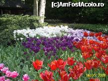 [P05] Olanda - Parcul Keukenhof » foto by popescu.borsa*
 - 
<span class="allrVoted glyphicon glyphicon-heart hidden" id="av191124"></span>
<a class="m-l-10 hidden" id="sv191124" onclick="voting_Foto_DelVot(,191124,3710)" role="button">șterge vot <span class="glyphicon glyphicon-remove"></span></a>
<a id="v9191124" class=" c-red"  onclick="voting_Foto_SetVot(191124)" role="button"><span class="glyphicon glyphicon-heart-empty"></span> <b>LIKE</b> = Votează poza</a> <img class="hidden"  id="f191124W9" src="/imagini/loader.gif" border="0" /><span class="AjErrMes hidden" id="e191124ErM"></span>