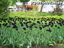 [P06] Olanda - Parcul Keukenhof » foto by popescu.borsa*
 - 
<span class="allrVoted glyphicon glyphicon-heart hidden" id="av191125"></span>
<a class="m-l-10 hidden" id="sv191125" onclick="voting_Foto_DelVot(,191125,3710)" role="button">șterge vot <span class="glyphicon glyphicon-remove"></span></a>
<a id="v9191125" class=" c-red"  onclick="voting_Foto_SetVot(191125)" role="button"><span class="glyphicon glyphicon-heart-empty"></span> <b>LIKE</b> = Votează poza</a> <img class="hidden"  id="f191125W9" src="/imagini/loader.gif" border="0" /><span class="AjErrMes hidden" id="e191125ErM"></span>