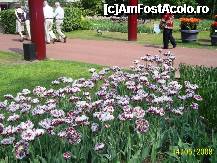 [P08] Olanda - Parcul Keukenhof » foto by popescu.borsa*
 - 
<span class="allrVoted glyphicon glyphicon-heart hidden" id="av191127"></span>
<a class="m-l-10 hidden" id="sv191127" onclick="voting_Foto_DelVot(,191127,3710)" role="button">șterge vot <span class="glyphicon glyphicon-remove"></span></a>
<a id="v9191127" class=" c-red"  onclick="voting_Foto_SetVot(191127)" role="button"><span class="glyphicon glyphicon-heart-empty"></span> <b>LIKE</b> = Votează poza</a> <img class="hidden"  id="f191127W9" src="/imagini/loader.gif" border="0" /><span class="AjErrMes hidden" id="e191127ErM"></span>