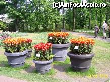 [P09] Olanda - Parcul Keukenhof » foto by popescu.borsa*
 - 
<span class="allrVoted glyphicon glyphicon-heart hidden" id="av191128"></span>
<a class="m-l-10 hidden" id="sv191128" onclick="voting_Foto_DelVot(,191128,3710)" role="button">șterge vot <span class="glyphicon glyphicon-remove"></span></a>
<a id="v9191128" class=" c-red"  onclick="voting_Foto_SetVot(191128)" role="button"><span class="glyphicon glyphicon-heart-empty"></span> <b>LIKE</b> = Votează poza</a> <img class="hidden"  id="f191128W9" src="/imagini/loader.gif" border="0" /><span class="AjErrMes hidden" id="e191128ErM"></span>