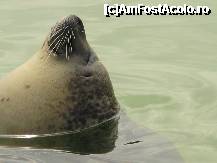 [P07] a happy self.. » foto by roxana.tomina
 - 
<span class="allrVoted glyphicon glyphicon-heart hidden" id="av316026"></span>
<a class="m-l-10 hidden" id="sv316026" onclick="voting_Foto_DelVot(,316026,3710)" role="button">șterge vot <span class="glyphicon glyphicon-remove"></span></a>
<a id="v9316026" class=" c-red"  onclick="voting_Foto_SetVot(316026)" role="button"><span class="glyphicon glyphicon-heart-empty"></span> <b>LIKE</b> = Votează poza</a> <img class="hidden"  id="f316026W9" src="/imagini/loader.gif" border="0" /><span class="AjErrMes hidden" id="e316026ErM"></span>