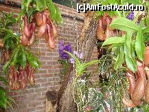 [P07] Plante carnivore in gradina tropicala » foto by mireille
 - 
<span class="allrVoted glyphicon glyphicon-heart hidden" id="av414206"></span>
<a class="m-l-10 hidden" id="sv414206" onclick="voting_Foto_DelVot(,414206,3710)" role="button">șterge vot <span class="glyphicon glyphicon-remove"></span></a>
<a id="v9414206" class=" c-red"  onclick="voting_Foto_SetVot(414206)" role="button"><span class="glyphicon glyphicon-heart-empty"></span> <b>LIKE</b> = Votează poza</a> <img class="hidden"  id="f414206W9" src="/imagini/loader.gif" border="0" /><span class="AjErrMes hidden" id="e414206ErM"></span>
