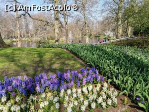 [P12] Keukenhof » foto by Marius 72
 - 
<span class="allrVoted glyphicon glyphicon-heart hidden" id="av1289551"></span>
<a class="m-l-10 hidden" id="sv1289551" onclick="voting_Foto_DelVot(,1289551,3710)" role="button">șterge vot <span class="glyphicon glyphicon-remove"></span></a>
<a id="v91289551" class=" c-red"  onclick="voting_Foto_SetVot(1289551)" role="button"><span class="glyphicon glyphicon-heart-empty"></span> <b>LIKE</b> = Votează poza</a> <img class="hidden"  id="f1289551W9" src="/imagini/loader.gif" border="0" /><span class="AjErrMes hidden" id="e1289551ErM"></span>