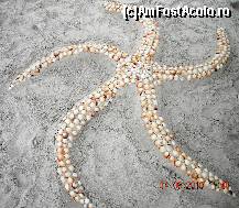 [P13] stea de mare » foto by entername
 - 
<span class="allrVoted glyphicon glyphicon-heart hidden" id="av85819"></span>
<a class="m-l-10 hidden" id="sv85819" onclick="voting_Foto_DelVot(,85819,3736)" role="button">șterge vot <span class="glyphicon glyphicon-remove"></span></a>
<a id="v985819" class=" c-red"  onclick="voting_Foto_SetVot(85819)" role="button"><span class="glyphicon glyphicon-heart-empty"></span> <b>LIKE</b> = Votează poza</a> <img class="hidden"  id="f85819W9" src="/imagini/loader.gif" border="0" /><span class="AjErrMes hidden" id="e85819ErM"></span>