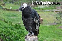 [P15] Masculul ce a stat la sedinta foto! » foto by Arinuca
 - 
<span class="allrVoted glyphicon glyphicon-heart hidden" id="av293201"></span>
<a class="m-l-10 hidden" id="sv293201" onclick="voting_Foto_DelVot(,293201,3739)" role="button">șterge vot <span class="glyphicon glyphicon-remove"></span></a>
<a id="v9293201" class=" c-red"  onclick="voting_Foto_SetVot(293201)" role="button"><span class="glyphicon glyphicon-heart-empty"></span> <b>LIKE</b> = Votează poza</a> <img class="hidden"  id="f293201W9" src="/imagini/loader.gif" border="0" /><span class="AjErrMes hidden" id="e293201ErM"></span>