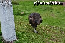 [P20]  -- <small>// FĂRĂ DESCRIERE</small> » foto by Arinuca
 - 
<span class="allrVoted glyphicon glyphicon-heart hidden" id="av293213"></span>
<a class="m-l-10 hidden" id="sv293213" onclick="voting_Foto_DelVot(,293213,3739)" role="button">șterge vot <span class="glyphicon glyphicon-remove"></span></a>
<a id="v9293213" class=" c-red"  onclick="voting_Foto_SetVot(293213)" role="button"><span class="glyphicon glyphicon-heart-empty"></span> <b>LIKE</b> = Votează poza</a> <img class="hidden"  id="f293213W9" src="/imagini/loader.gif" border="0" /><span class="AjErrMes hidden" id="e293213ErM"></span>