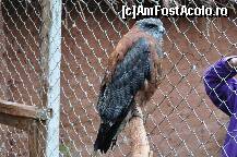 [P29] Un soim » foto by Arinuca
 - 
<span class="allrVoted glyphicon glyphicon-heart hidden" id="av293229"></span>
<a class="m-l-10 hidden" id="sv293229" onclick="voting_Foto_DelVot(,293229,3739)" role="button">șterge vot <span class="glyphicon glyphicon-remove"></span></a>
<a id="v9293229" class=" c-red"  onclick="voting_Foto_SetVot(293229)" role="button"><span class="glyphicon glyphicon-heart-empty"></span> <b>LIKE</b> = Votează poza</a> <img class="hidden"  id="f293229W9" src="/imagini/loader.gif" border="0" /><span class="AjErrMes hidden" id="e293229ErM"></span>