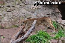 [P09] Puma ( in cusca ). Ea nu era lasata libera » foto by Arinuca
 - 
<span class="allrVoted glyphicon glyphicon-heart hidden" id="av293190"></span>
<a class="m-l-10 hidden" id="sv293190" onclick="voting_Foto_DelVot(,293190,3739)" role="button">șterge vot <span class="glyphicon glyphicon-remove"></span></a>
<a id="v9293190" class=" c-red"  onclick="voting_Foto_SetVot(293190)" role="button"><span class="glyphicon glyphicon-heart-empty"></span> <b>LIKE</b> = Votează poza</a> <img class="hidden"  id="f293190W9" src="/imagini/loader.gif" border="0" /><span class="AjErrMes hidden" id="e293190ErM"></span>