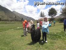 [P07] cea mai frumoasa lama pe care am vazut-o » foto by grecudoina
 - 
<span class="allrVoted glyphicon glyphicon-heart hidden" id="av399578"></span>
<a class="m-l-10 hidden" id="sv399578" onclick="voting_Foto_DelVot(,399578,3739)" role="button">șterge vot <span class="glyphicon glyphicon-remove"></span></a>
<a id="v9399578" class=" c-red"  onclick="voting_Foto_SetVot(399578)" role="button"><span class="glyphicon glyphicon-heart-empty"></span> <b>LIKE</b> = Votează poza</a> <img class="hidden"  id="f399578W9" src="/imagini/loader.gif" border="0" /><span class="AjErrMes hidden" id="e399578ErM"></span>