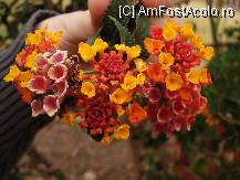 [P04] o paleta de culori impresionanta si o singura floare peruana » foto by edith simon
 - 
<span class="allrVoted glyphicon glyphicon-heart hidden" id="av24726"></span>
<a class="m-l-10 hidden" id="sv24726" onclick="voting_Foto_DelVot(,24726,3739)" role="button">șterge vot <span class="glyphicon glyphicon-remove"></span></a>
<a id="v924726" class=" c-red"  onclick="voting_Foto_SetVot(24726)" role="button"><span class="glyphicon glyphicon-heart-empty"></span> <b>LIKE</b> = Votează poza</a> <img class="hidden"  id="f24726W9" src="/imagini/loader.gif" border="0" /><span class="AjErrMes hidden" id="e24726ErM"></span>