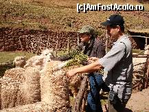 [P14] alpaca cuminti care stiu sa se poarte cu strainii » foto by edith simon
 - 
<span class="allrVoted glyphicon glyphicon-heart hidden" id="av24990"></span>
<a class="m-l-10 hidden" id="sv24990" onclick="voting_Foto_DelVot(,24990,3739)" role="button">șterge vot <span class="glyphicon glyphicon-remove"></span></a>
<a id="v924990" class=" c-red"  onclick="voting_Foto_SetVot(24990)" role="button"><span class="glyphicon glyphicon-heart-empty"></span> <b>LIKE</b> = Votează poza</a> <img class="hidden"  id="f24990W9" src="/imagini/loader.gif" border="0" /><span class="AjErrMes hidden" id="e24990ErM"></span>