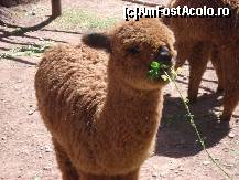 [P17] 'razbunatoarea' baby alpaca care ...... » foto by edith simon
 - 
<span class="allrVoted glyphicon glyphicon-heart hidden" id="av24999"></span>
<a class="m-l-10 hidden" id="sv24999" onclick="voting_Foto_DelVot(,24999,3739)" role="button">șterge vot <span class="glyphicon glyphicon-remove"></span></a>
<a id="v924999" class=" c-red"  onclick="voting_Foto_SetVot(24999)" role="button"><span class="glyphicon glyphicon-heart-empty"></span> <b>LIKE</b> = Votează poza</a> <img class="hidden"  id="f24999W9" src="/imagini/loader.gif" border="0" /><span class="AjErrMes hidden" id="e24999ErM"></span>