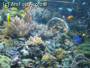 [P45] Tropicarium Budapesta » foto by mishu
 - 
<span class="allrVoted glyphicon glyphicon-heart hidden" id="av717479"></span>
<a class="m-l-10 hidden" id="sv717479" onclick="voting_Foto_DelVot(,717479,3743)" role="button">șterge vot <span class="glyphicon glyphicon-remove"></span></a>
<a id="v9717479" class=" c-red"  onclick="voting_Foto_SetVot(717479)" role="button"><span class="glyphicon glyphicon-heart-empty"></span> <b>LIKE</b> = Votează poza</a> <img class="hidden"  id="f717479W9" src="/imagini/loader.gif" border="0" /><span class="AjErrMes hidden" id="e717479ErM"></span>