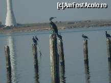 [P24] Siesta păsărilor pe lacul Techirghiol văzut din Eforie Nord !!! » foto by RobertCodescu
 - 
<span class="allrVoted glyphicon glyphicon-heart hidden" id="av246000"></span>
<a class="m-l-10 hidden" id="sv246000" onclick="voting_Foto_DelVot(,246000,3771)" role="button">șterge vot <span class="glyphicon glyphicon-remove"></span></a>
<a id="v9246000" class=" c-red"  onclick="voting_Foto_SetVot(246000)" role="button"><span class="glyphicon glyphicon-heart-empty"></span> <b>LIKE</b> = Votează poza</a> <img class="hidden"  id="f246000W9" src="/imagini/loader.gif" border="0" /><span class="AjErrMes hidden" id="e246000ErM"></span>