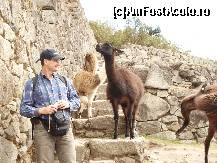 [P18] Faceti loc, va rog...acesta e drumul meu zilnic de mers la servici! -zise lama » foto by edith simon
 - 
<span class="allrVoted glyphicon glyphicon-heart hidden" id="av25564"></span>
<a class="m-l-10 hidden" id="sv25564" onclick="voting_Foto_DelVot(,25564,3773)" role="button">șterge vot <span class="glyphicon glyphicon-remove"></span></a>
<a id="v925564" class=" c-red"  onclick="voting_Foto_SetVot(25564)" role="button"><span class="glyphicon glyphicon-heart-empty"></span> <b>LIKE</b> = Votează poza</a> <img class="hidden"  id="f25564W9" src="/imagini/loader.gif" border="0" /><span class="AjErrMes hidden" id="e25564ErM"></span>