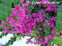 [P33] multe flori » foto by damiza
 - 
<span class="allrVoted glyphicon glyphicon-heart hidden" id="av88391"></span>
<a class="m-l-10 hidden" id="sv88391" onclick="voting_Foto_DelVot(,88391,3806)" role="button">șterge vot <span class="glyphicon glyphicon-remove"></span></a>
<a id="v988391" class=" c-red"  onclick="voting_Foto_SetVot(88391)" role="button"><span class="glyphicon glyphicon-heart-empty"></span> <b>LIKE</b> = Votează poza</a> <img class="hidden"  id="f88391W9" src="/imagini/loader.gif" border="0" /><span class="AjErrMes hidden" id="e88391ErM"></span>
