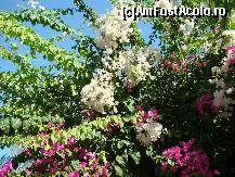 [P34] alte flori » foto by damiza
 - 
<span class="allrVoted glyphicon glyphicon-heart hidden" id="av88394"></span>
<a class="m-l-10 hidden" id="sv88394" onclick="voting_Foto_DelVot(,88394,3806)" role="button">șterge vot <span class="glyphicon glyphicon-remove"></span></a>
<a id="v988394" class=" c-red"  onclick="voting_Foto_SetVot(88394)" role="button"><span class="glyphicon glyphicon-heart-empty"></span> <b>LIKE</b> = Votează poza</a> <img class="hidden"  id="f88394W9" src="/imagini/loader.gif" border="0" /><span class="AjErrMes hidden" id="e88394ErM"></span>