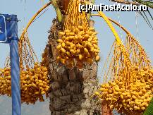 [P35] nelipsitii palmieri plini de roade » foto by damiza
 - 
<span class="allrVoted glyphicon glyphicon-heart hidden" id="av88396"></span>
<a class="m-l-10 hidden" id="sv88396" onclick="voting_Foto_DelVot(,88396,3806)" role="button">șterge vot <span class="glyphicon glyphicon-remove"></span></a>
<a id="v988396" class=" c-red"  onclick="voting_Foto_SetVot(88396)" role="button"><span class="glyphicon glyphicon-heart-empty"></span> <b>LIKE</b> = Votează poza</a> <img class="hidden"  id="f88396W9" src="/imagini/loader.gif" border="0" /><span class="AjErrMes hidden" id="e88396ErM"></span>