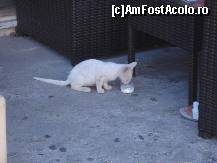 [P26] Pisoias hranit de o turista din Germania » foto by ionescunic
 - 
<span class="allrVoted glyphicon glyphicon-heart hidden" id="av131767"></span>
<a class="m-l-10 hidden" id="sv131767" onclick="voting_Foto_DelVot(,131767,3807)" role="button">șterge vot <span class="glyphicon glyphicon-remove"></span></a>
<a id="v9131767" class=" c-red"  onclick="voting_Foto_SetVot(131767)" role="button"><span class="glyphicon glyphicon-heart-empty"></span> <b>LIKE</b> = Votează poza</a> <img class="hidden"  id="f131767W9" src="/imagini/loader.gif" border="0" /><span class="AjErrMes hidden" id="e131767ErM"></span>