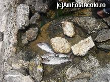 [P43] :))) » foto by georgiana
 - 
<span class="allrVoted glyphicon glyphicon-heart hidden" id="av267517"></span>
<a class="m-l-10 hidden" id="sv267517" onclick="voting_Foto_DelVot(,267517,3807)" role="button">șterge vot <span class="glyphicon glyphicon-remove"></span></a>
<a id="v9267517" class=" c-red"  onclick="voting_Foto_SetVot(267517)" role="button"><span class="glyphicon glyphicon-heart-empty"></span> <b>LIKE</b> = Votează poza</a> <img class="hidden"  id="f267517W9" src="/imagini/loader.gif" border="0" /><span class="AjErrMes hidden" id="e267517ErM"></span>