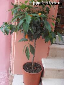 [P55] :)) » foto by georgiana
 - 
<span class="allrVoted glyphicon glyphicon-heart hidden" id="av267529"></span>
<a class="m-l-10 hidden" id="sv267529" onclick="voting_Foto_DelVot(,267529,3807)" role="button">șterge vot <span class="glyphicon glyphicon-remove"></span></a>
<a id="v9267529" class=" c-red"  onclick="voting_Foto_SetVot(267529)" role="button"><span class="glyphicon glyphicon-heart-empty"></span> <b>LIKE</b> = Votează poza</a> <img class="hidden"  id="f267529W9" src="/imagini/loader.gif" border="0" /><span class="AjErrMes hidden" id="e267529ErM"></span>