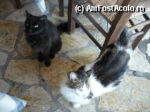 [P20] dupa cum va spuneam multe, peste tot, dar deosebit de frumoase » foto by danoradea
 - 
<span class="allrVoted glyphicon glyphicon-heart hidden" id="av26224"></span>
<a class="m-l-10 hidden" id="sv26224" onclick="voting_Foto_DelVot(,26224,3807)" role="button">șterge vot <span class="glyphicon glyphicon-remove"></span></a>
<a id="v926224" class=" c-red"  onclick="voting_Foto_SetVot(26224)" role="button"><span class="glyphicon glyphicon-heart-empty"></span> <b>LIKE</b> = Votează poza</a> <img class="hidden"  id="f26224W9" src="/imagini/loader.gif" border="0" /><span class="AjErrMes hidden" id="e26224ErM"></span>