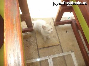 [P22] Cu pisicuta asta am impartit calamarul mancat la o terasa din portul Gaios. 
Din pacate alte fotografii cu insula Paxos nu am mai facut, fiind prea toropiti de caldura.  » foto by mogly
 - 
<span class="allrVoted glyphicon glyphicon-heart hidden" id="av703588"></span>
<a class="m-l-10 hidden" id="sv703588" onclick="voting_Foto_DelVot(,703588,3807)" role="button">șterge vot <span class="glyphicon glyphicon-remove"></span></a>
<a id="v9703588" class=" c-red"  onclick="voting_Foto_SetVot(703588)" role="button"><span class="glyphicon glyphicon-heart-empty"></span> <b>LIKE</b> = Votează poza</a> <img class="hidden"  id="f703588W9" src="/imagini/loader.gif" border="0" /><span class="AjErrMes hidden" id="e703588ErM"></span>