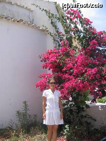 [P17] flori in gaios » foto by dianabzs
 - 
<span class="allrVoted glyphicon glyphicon-heart hidden" id="av159699"></span>
<a class="m-l-10 hidden" id="sv159699" onclick="voting_Foto_DelVot(,159699,3807)" role="button">șterge vot <span class="glyphicon glyphicon-remove"></span></a>
<a id="v9159699" class=" c-red"  onclick="voting_Foto_SetVot(159699)" role="button"><span class="glyphicon glyphicon-heart-empty"></span> <b>LIKE</b> = Votează poza</a> <img class="hidden"  id="f159699W9" src="/imagini/loader.gif" border="0" /><span class="AjErrMes hidden" id="e159699ErM"></span>