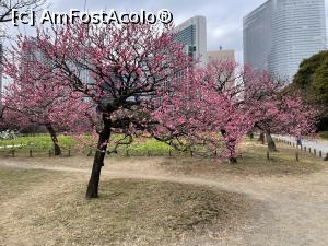 [P04] Hamarikyu Garden » foto by patrice
 - 
<span class="allrVoted glyphicon glyphicon-heart hidden" id="av1353936"></span>
<a class="m-l-10 hidden" id="sv1353936" onclick="voting_Foto_DelVot(,1353936,3821)" role="button">șterge vot <span class="glyphicon glyphicon-remove"></span></a>
<a id="v91353936" class=" c-red"  onclick="voting_Foto_SetVot(1353936)" role="button"><span class="glyphicon glyphicon-heart-empty"></span> <b>LIKE</b> = Votează poza</a> <img class="hidden"  id="f1353936W9" src="/imagini/loader.gif" border="0" /><span class="AjErrMes hidden" id="e1353936ErM"></span>
